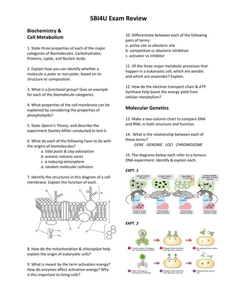 <b>SBI4U</b>: Biochemistry - Organic Molecules, Functional Groups, Water, & Carbon <b>Review</b>. . Sbi4u exam review with answers